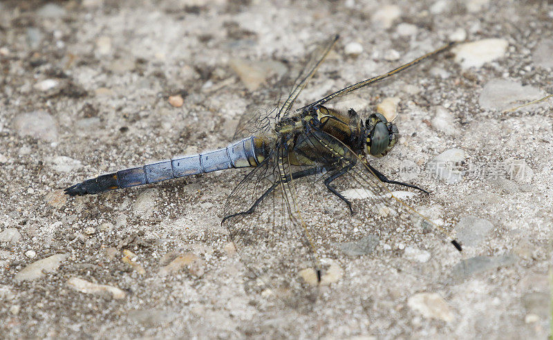 黑尾蜻蜓(Orthetrum cancellatum)雄性